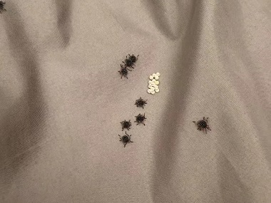 花都病媒生物防控公司床墊上有小蟲(chóng)子有哪些解決方法